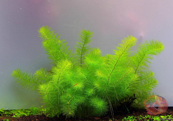 Cây Chồn xanh là loài cây thủy sinh được ưa chuộng trong giới thủy sinh hiện nay. Với hình dáng và vẻ đẹp tuyệt vời cộng sự sang trọng một sức sống vô cùng hoàn hảo , Cây Chồn xanh là một cây hậu cảnh phổ biến trong hồ thủy sinh hiện nay.